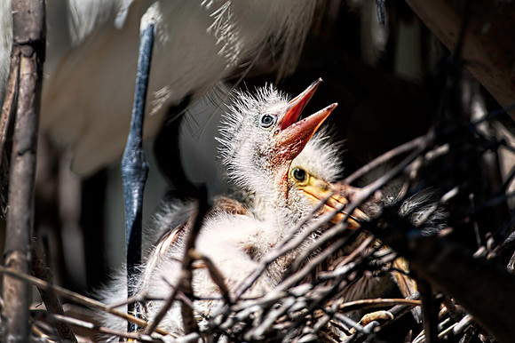 Great Egret Chick
