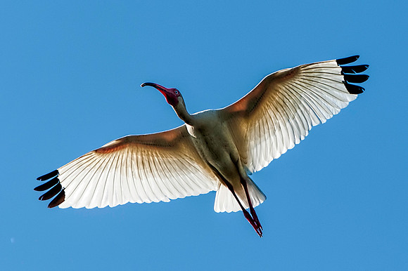 White Ibis in Flight