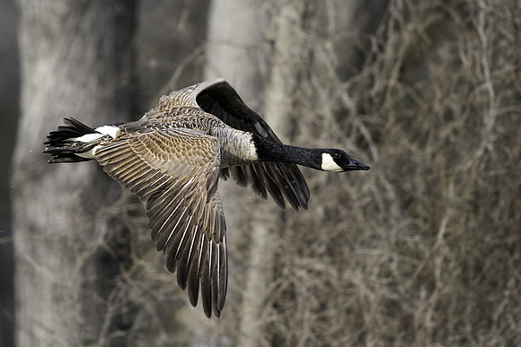 Flying Canada Goose at Huntley Meadows. LFjpg