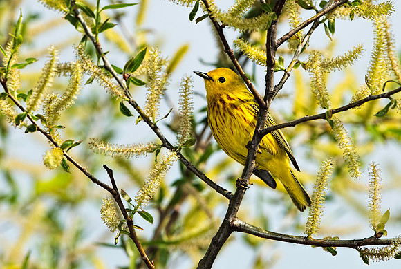 Yellow Warbler