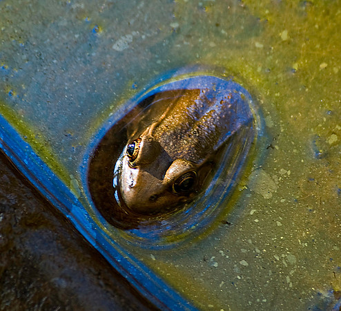 Toad at Leesylvania State Park, VA
