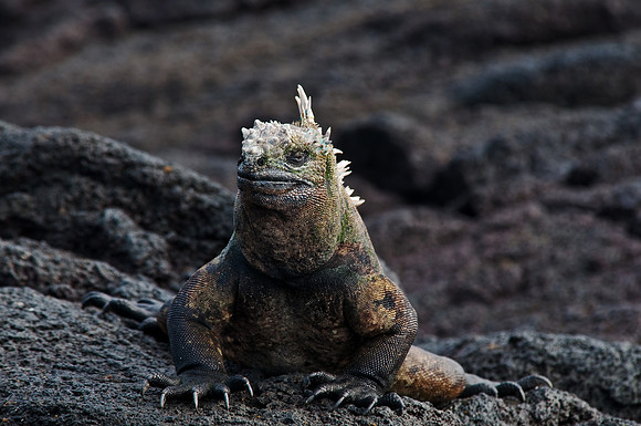 Marine Iguana
