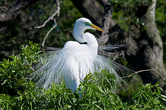 Great White Egret on Nest