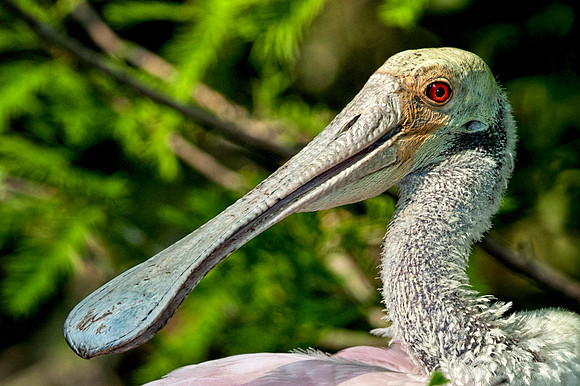 Spoonbill