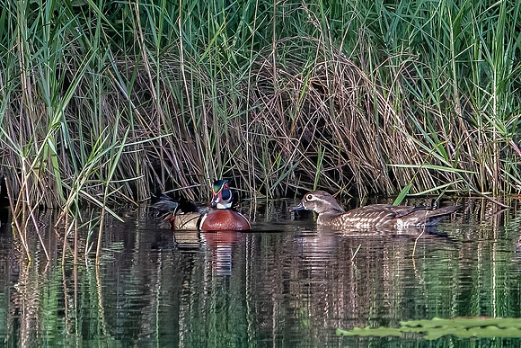 Wood Ducks
