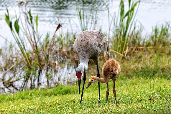 Crane Colt