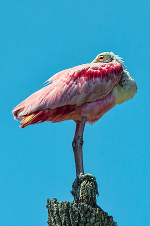 Spoonbill Resting on Old Post