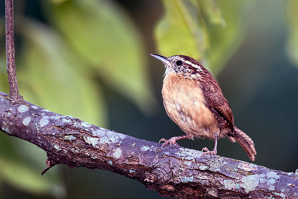 Carolina Wren
