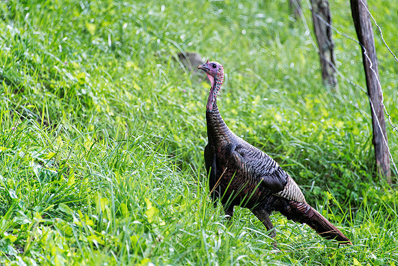 Hen Turkey at Cades Cove