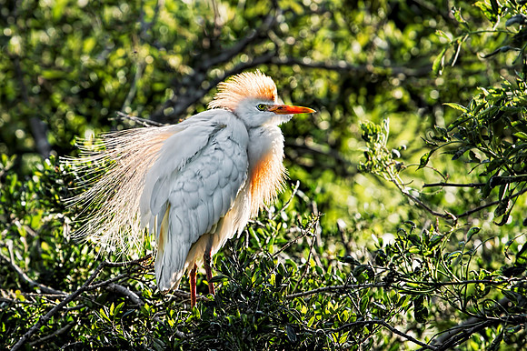 Cattle Egret