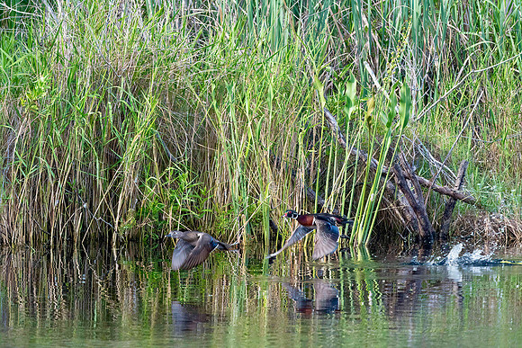 Wood Ducks Taking Off