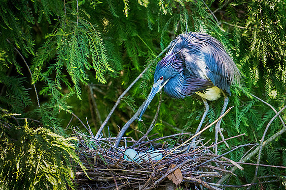 Tricolor Heron Inspecting Her Eggs