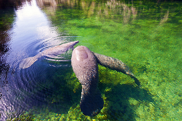 Manatee Family