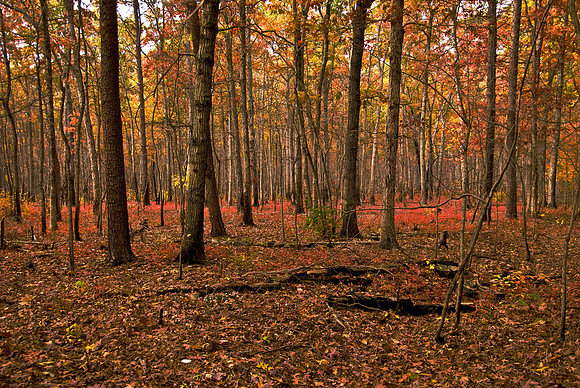 Prince William Forest, VA
