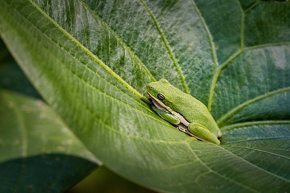 American Green Tree Frog