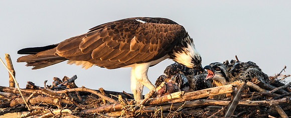 Osprey Feeding Time