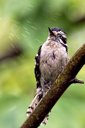 Downy Woodpecker in the Rain