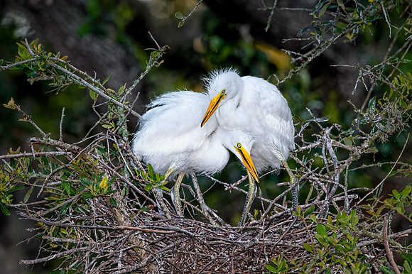 Sibling Affection--Great Egret Chicks