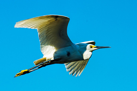 Airborne Great Egret
