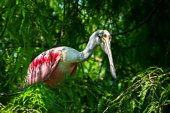 Rosetta Spoonbill