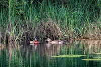Wood Ducks