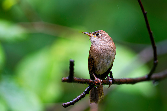 House Wren