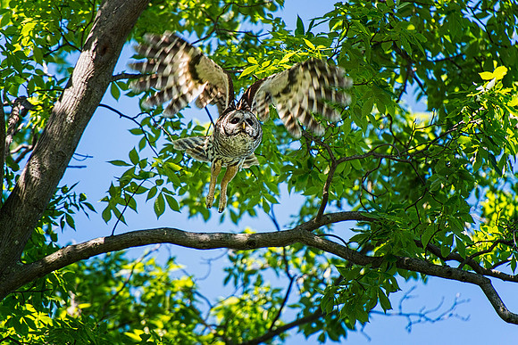 Barred Owl Taking Off