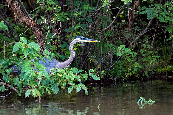 Great Blue Heron on Lake Montclair