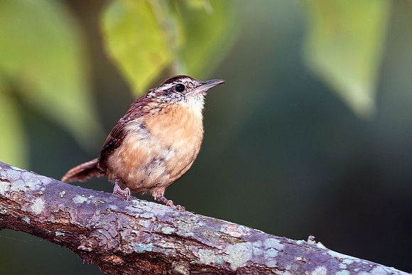 Carolina Wren