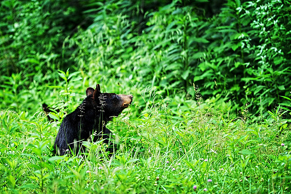 Female Black Bear