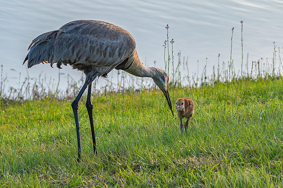 Crane Feeding Colt