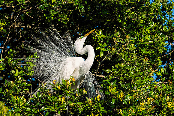 Great Egret Showing Its Mating Plumage