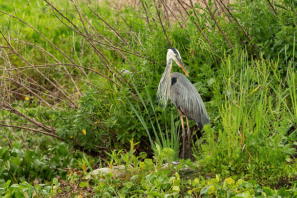 GBH PPPSP