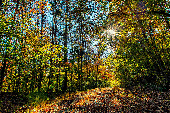 Fallin  Prince William Forest