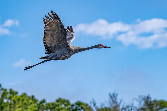 Sandhill Crane Flying BH