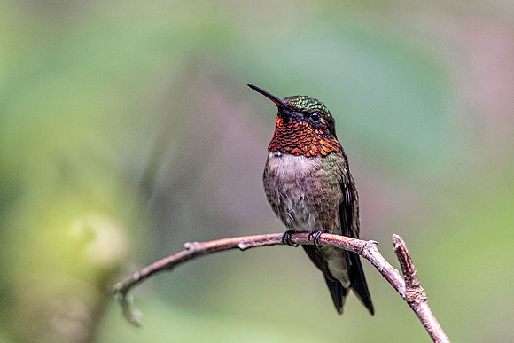 Male Ruby Throated Hummingbird