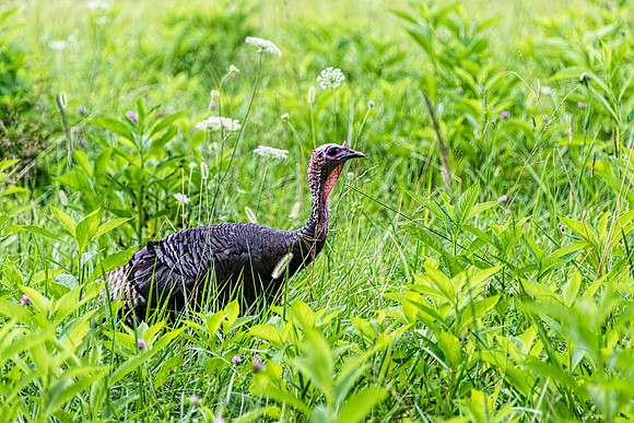 Female Turkey in Field at Cades Cove