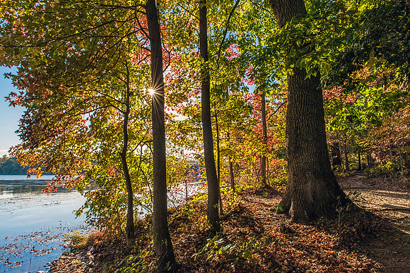 Fall Sunburst at Leesylvania State Park