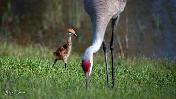 Colt Looking at Mom