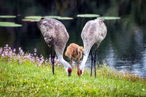 Crane Family