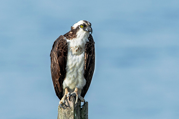 Female Osprey Looking Worn Out from Raising 2 Chicks