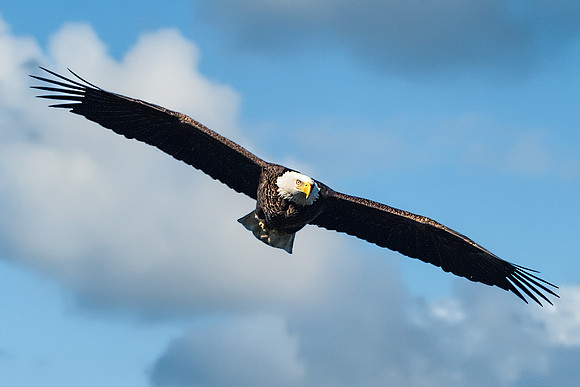 American Bald Eagle