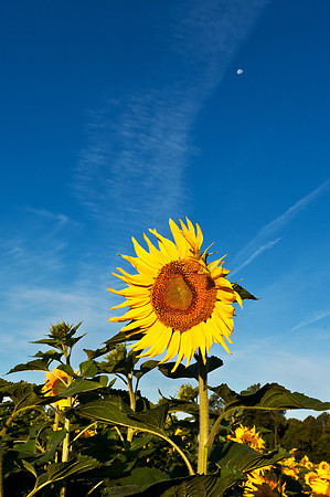 Sunflower with the Moon