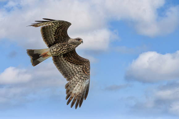 Snail Kite