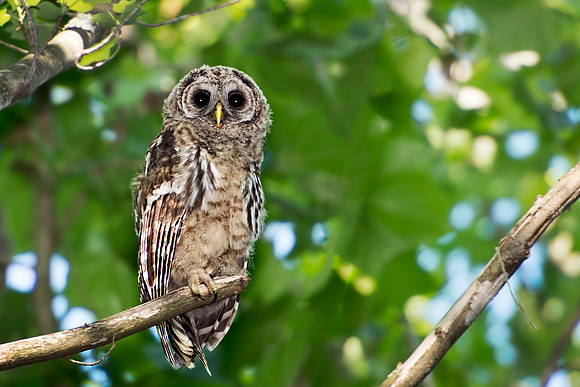 Immature Barred Owl