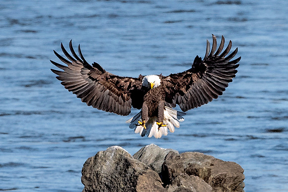 American Bald Eagle about to Land