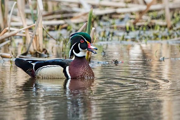 Drake Wood Duck at Huntley Meadows