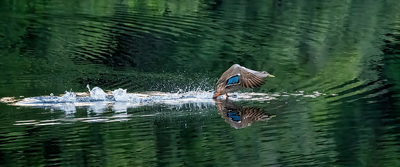 Duck Take Off
