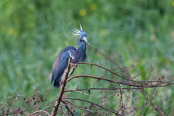Tricolor Heron