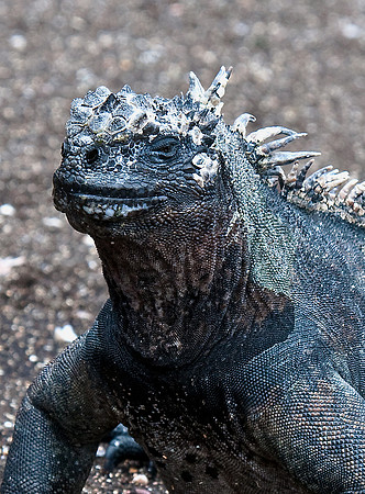 Marine Iguana